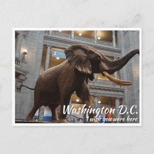 Washington DC Smithsonian Museum National History Briefkaart (Voorkant)