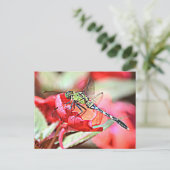 Washington Green Darner Dragonfly Briefkaart (Staand voorkant)
