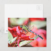 Washington Green Darner Dragonfly Briefkaart (Voorkant / Achterkant)