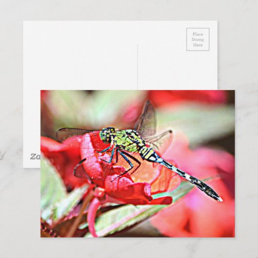 Washington Green Darner Dragonfly Briefkaart (Voorkant / Achterkant)