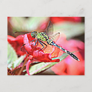 Washington Green Darner Dragonfly Briefkaart