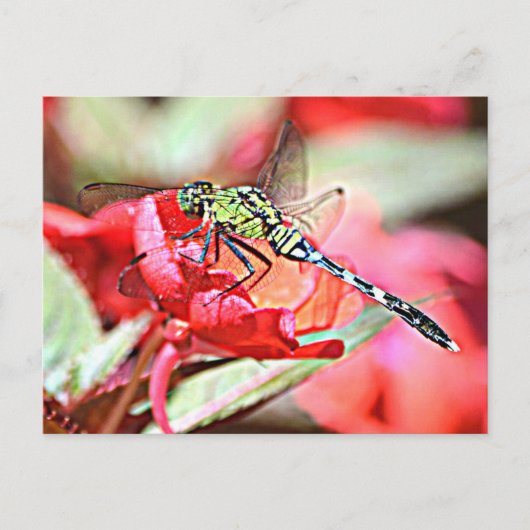 Washington Green Darner Dragonfly Briefkaart (Voorkant)