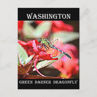 Washington Green Darner Dragonfly Briefkaart