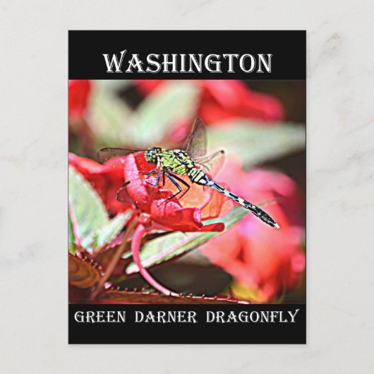 Washington Green Darner Dragonfly Briefkaart (Voorkant)