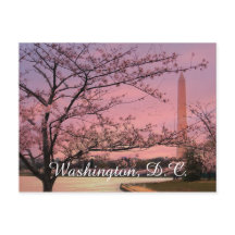 Washington Monument Cherry Blossom Festival