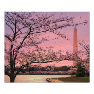 Washington Monument Cherry Blossom Festival Foto Afdruk