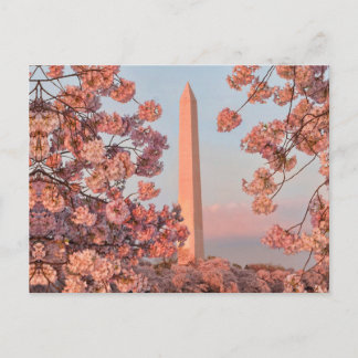 Washington Monument - Cherry Blossoms Briefkaart