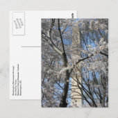 Washington Monument Cherry Trees 001 Briefkaart (Voorkant / Achterkant)