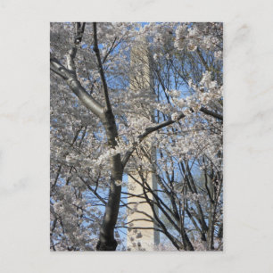 Washington Monument Cherry Trees 001 Briefkaart