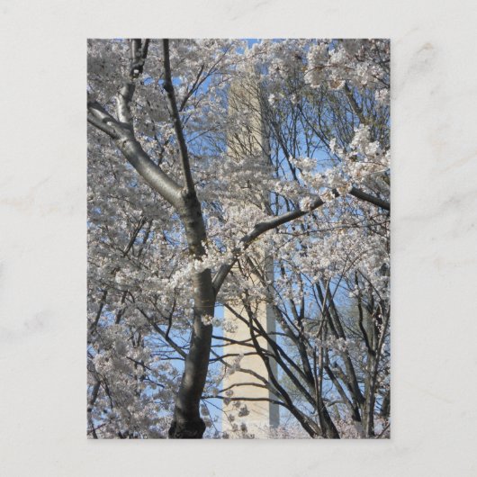 Washington Monument Cherry Trees 001 Briefkaart (Voorkant)