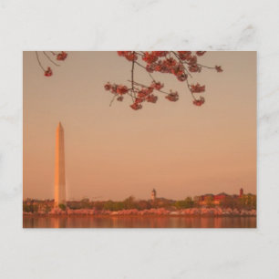 Washington Monument Sakura bij zonsondergang. Briefkaart