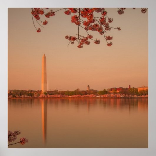 Washington Monument Sakura bij zonsondergang. Poster (Voorkant)