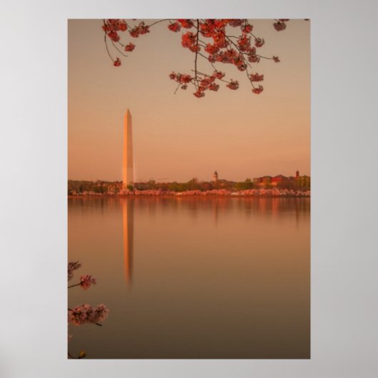 Washington Monument Sakura bij zonsondergang. Poster (Voorkant)