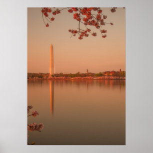 Washington Monument Sakura bij zonsondergang. Poster