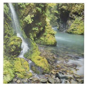 Washington, Nationaal Park van de Olympische Spele Tegeltje