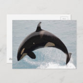 Washington Orca Whale Briefkaart (Voorkant / Achterkant)