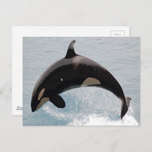 Washington Orca Whale Briefkaart (Voorkant / Achterkant)