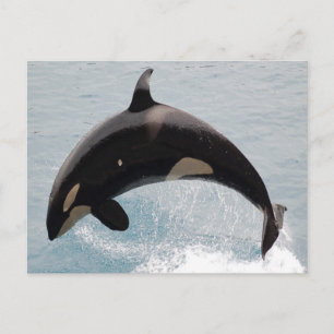 Washington Orca Whale Briefkaart