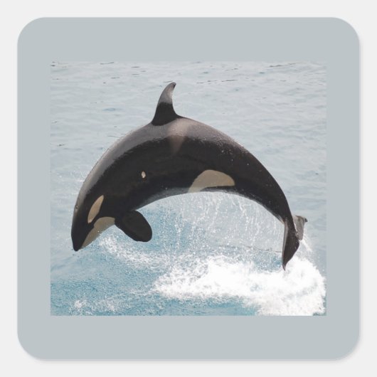 Washington Orca Whale Vierkante Sticker (Voorkant)
