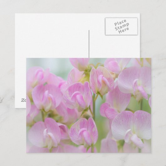 Washington, Seabeck. Detail van zoete erwten Briefkaart (Voorkant / Achterkant)