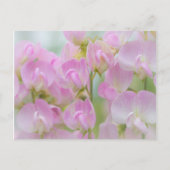 Washington, Seabeck. Detail van zoete erwten Briefkaart (Voorkant)