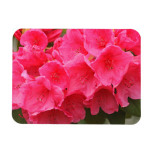 Washington, Seattle, Puget Sound, Discovery Park Magneet