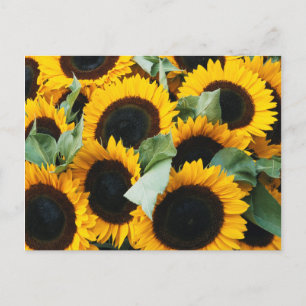 Washington, Seattle, Sunflower for sale pike Briefkaart