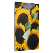 Washington, Seattle, Zonnebloem te koop pike Klembord (Rechts)