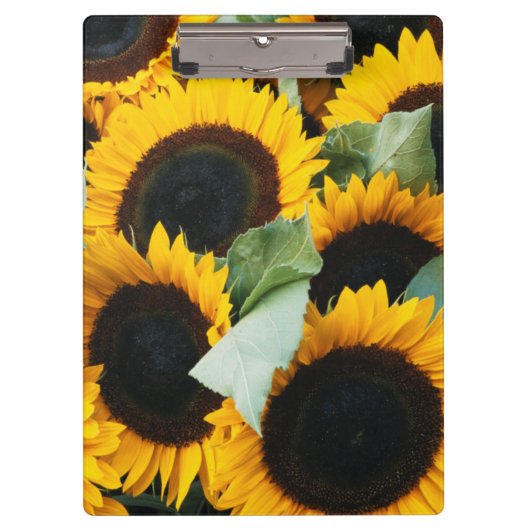 Washington, Seattle, Zonnebloem te koop pike Klembord (Voorkant)