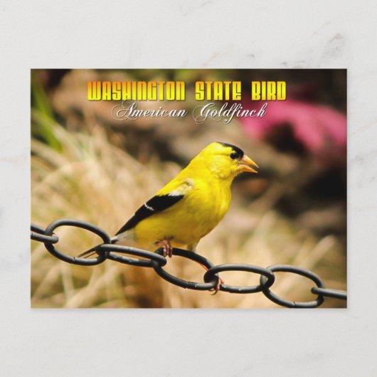 Washington State Bird - American Goldfinch Briefkaart (Voorkant)
