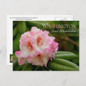 Washington State Flower: Coast Rhododendron Briefkaart (Voorkant / Achterkant)