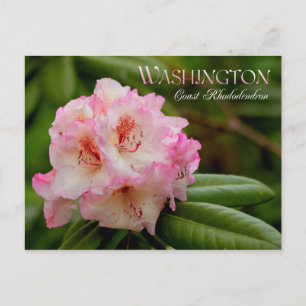 Washington State Flower: Coast Rhododendron Briefkaart