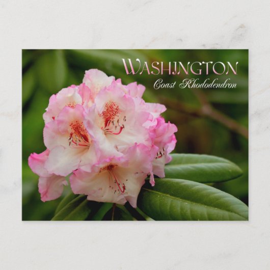 Washington State Flower: Coast Rhododendron Briefkaart (Voorkant)