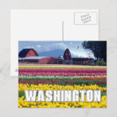 Washington State | Tulpenveld Briefkaart (Voorkant / Achterkant)