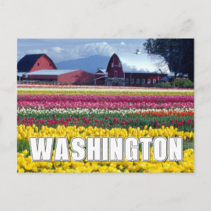 Washington State   Tulpenveld Briefkaart