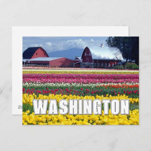 Washington State | Tulpenveld | Gefeliciteerd Briefkaart (Voorkant / Achterkant)