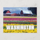 Washington State | Tulpenveld | Gefeliciteerd Briefkaart (Voorkant)