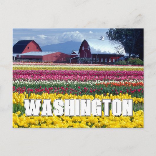 Washington State | Tulpenveld | Gefeliciteerd met  Briefkaart (Voorkant)