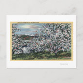 Washington - Uitzicht Apple Trees in Blossom Briefkaart (Voorkant)