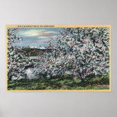 Washington - Uitzicht Apple Trees in Blossom Poster (Voorkant)