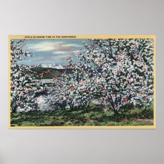 Washington - Uitzicht Apple Trees in Blossom Poster (Voorkant)