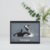 Washington Whales Postcrossover Briefkaart (Staand voorkant)