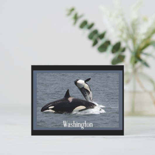 Washington Whales Postcrossover Briefkaart (Staand voorkant)