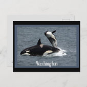 Washington Whales Postcrossover Briefkaart (Voorkant / Achterkant)