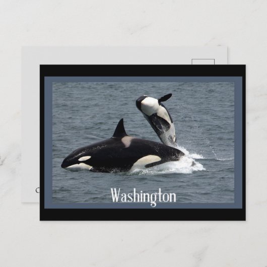 Washington Whales Postcrossover Briefkaart (Voorkant / Achterkant)