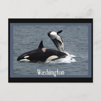 Washington Whales Postcrossover Briefkaart