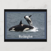 Washington Whales Postcrossover Briefkaart (Voorkant)