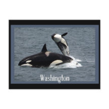 Washington Whales Postcrossover Briefkaart