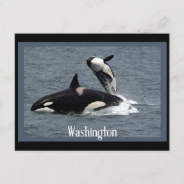 Washington Whales Postcrossover Briefkaart