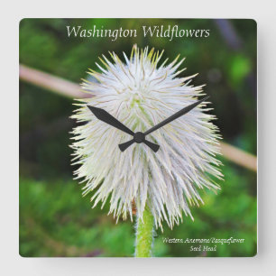 Washington Wilde Pasqueflower White Seed Head Vierkante Klok